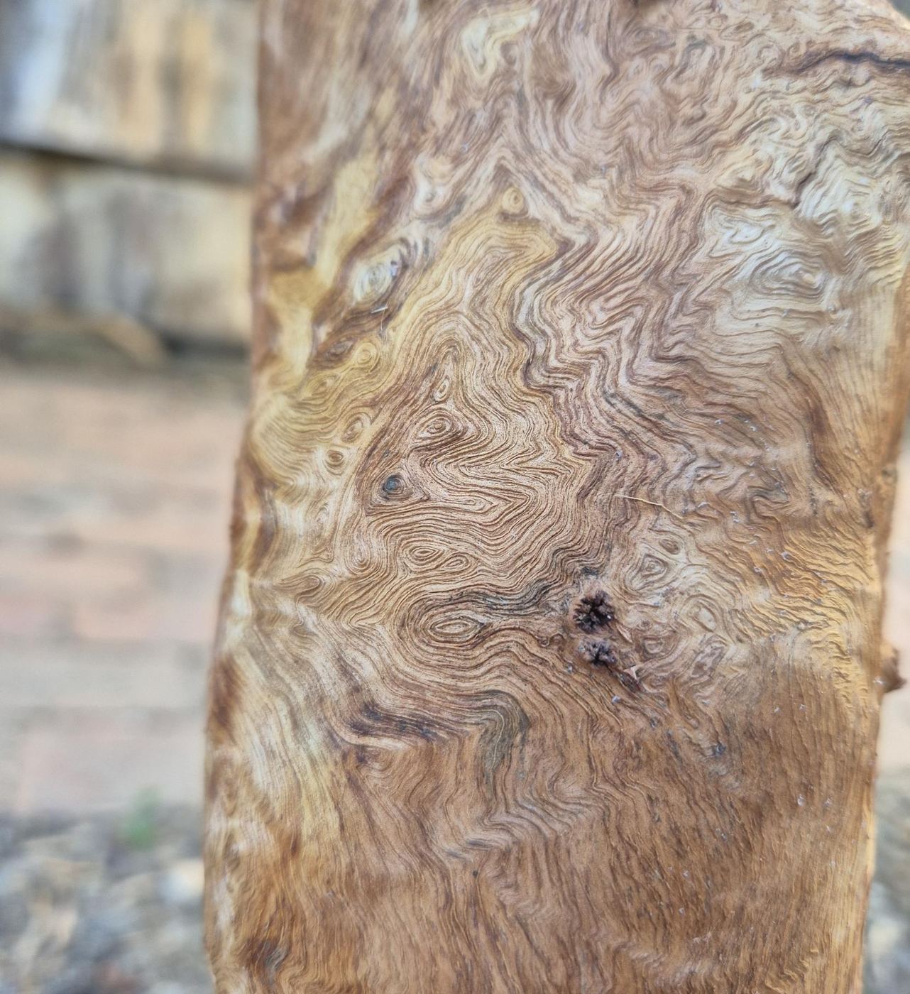 Close-up of swirling, rippled grain on the Two Fallen branch