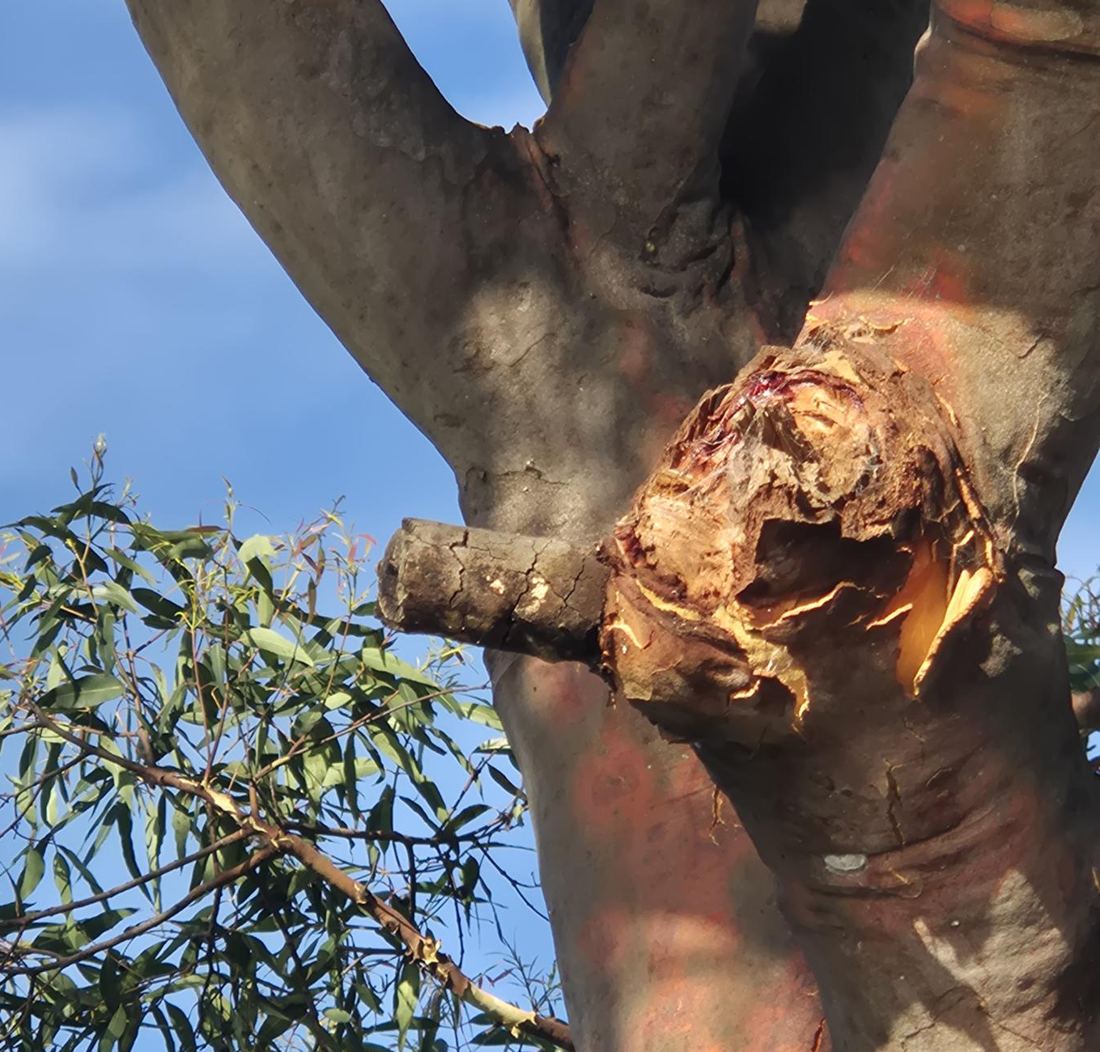 The Sydney gum the Two Fallen branch came from, showing the wound where it broke away